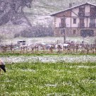 Por San Blas la cigüeña veras...
